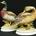 Pareja de patos de porcelana de biscuit - Imagen 1