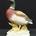 Pareja de patos de porcelana de biscuit - Imagen 2